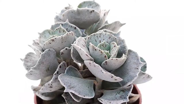 Kalanchoe Rhombopilosa