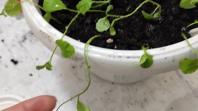 Лобелия Ампельная Украшение Балкона смотреть онлайн