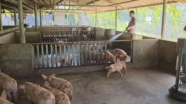 Breeding free-range pigs. Harvest sweet litchi for sale. ( Episode 167 ). смотреть онлайн