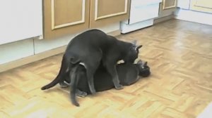кошки совокупляются видео