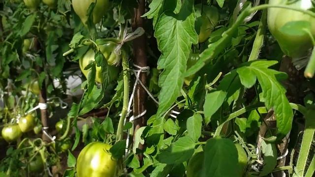 Очень вкусный томат Фиделио! Новинка от Сибирского сада. смотреть онлайн