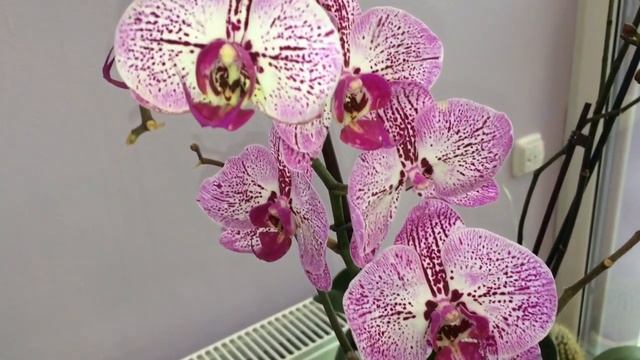 Орхидеи на северном окне смотреть онлайн