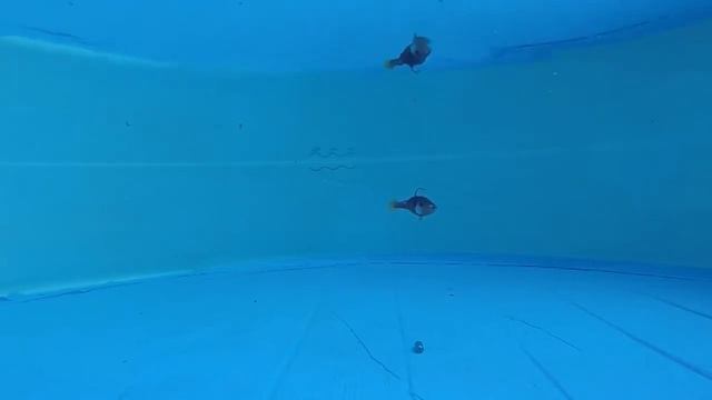 Дроп-шот воблер The DropUp от Gandy Lures в действии...