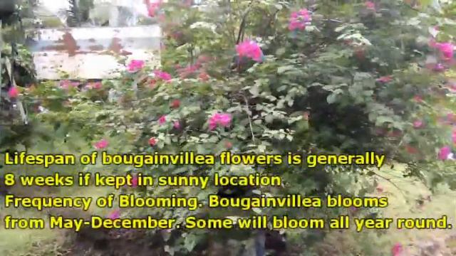 HOW DO YOU KNOW IF YOUR BOUGAINVILLEA NEEDS WATER? смотреть онлайн
