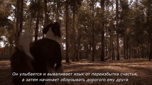 The dog is man's best friend. (rus.sub) смотреть онлайн