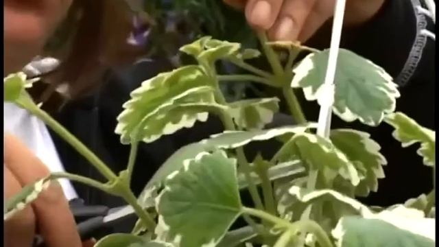 Ампельные растения для дачи и дома смотреть онлайн