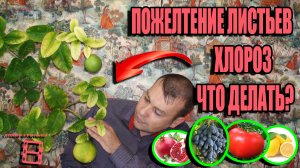 ПОЖЕЛТЕНИЕ ЛИСТЬЕВ - ХЛОРОЗ РАСТЕНИЙ (ХЛОРОЗ ЛИМОНА). ЧТО ДЕЛАТЬ? ЭКЗОТИКА НА ПОДОКОННИКЕ 22-14