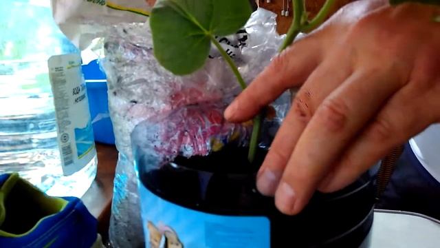 выращивание огурцов на балконе №1 смотреть онлайн