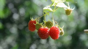 ДЕНЬ РОССИИ - ЗЕМЛЯ МОЯ, Я СЫН ТВОИХ БЕРЁЗ - СОВЕТСКИЕ ФРОНТОВЫЕ и ЛИРИЧЕСКИЕ ПЕСНИ О РОДИНЕ СССР