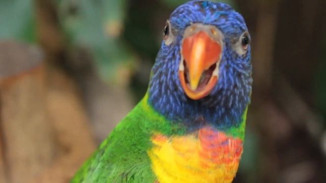 Харизматичные Попугаи - Красивое 4К Видео под музыку смотреть онлайн