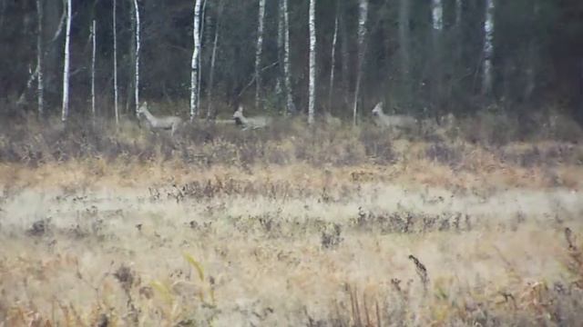 Казуля (Косуля) Беларусь смотреть онлайн