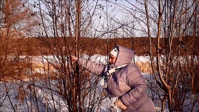 Прогулка в лесу и/или Собираем шишки для новогодних подарков своими руками! Ёлка, ольха, лиственниц смотреть онлайн