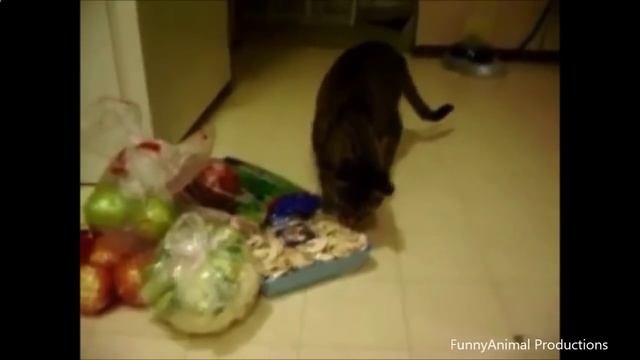 Кошки Против Огурцов #2 - Cats vs Cucumbers #2 смотреть онлайн