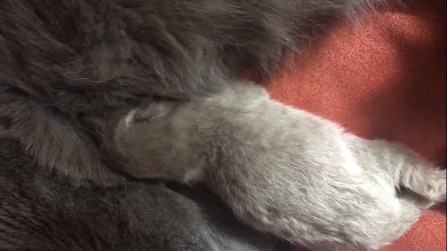 Роды кошки смотреть онлайн