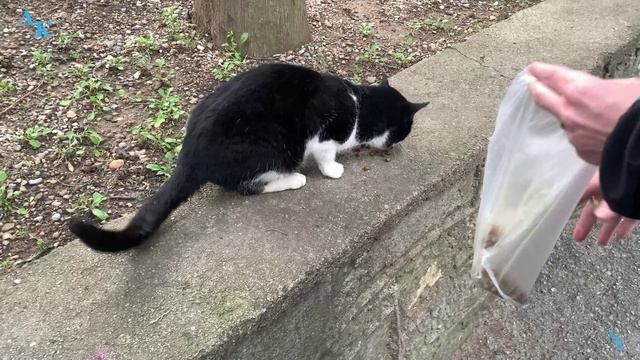 Респект Холл и кормим котеек. 18.12.2023г. смотреть онлайн