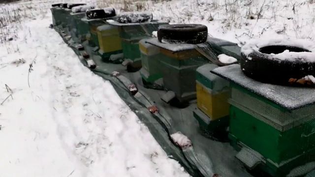 защита от птичек пчел во время зимовки