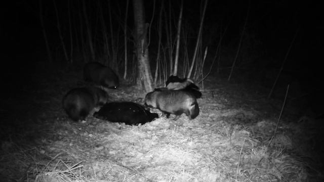 Фотоловушка Болигуард #22 Мужик грызёт дерево, бобр в шоке смотреть онлайн