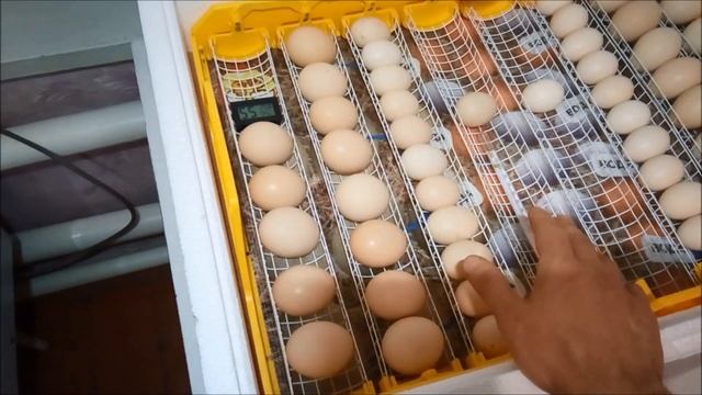 Инкубация 2023. Хранение яиц больше 30 дней. Инкубируем яйца Бентамок вместе с Деревенскими. Теплуш смотреть онлайн