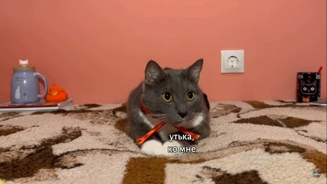 ЕСЛИ БЫ КОТИКИ ХОДИЛИ В ШКОЛУ - ХАГИ ВАГИ, УРОК ФИЗКУЛЬТУРЫ смотреть онлайн