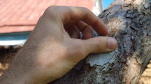 Тест обзор садовых варов и замазок. Лучшая садовая замазка.