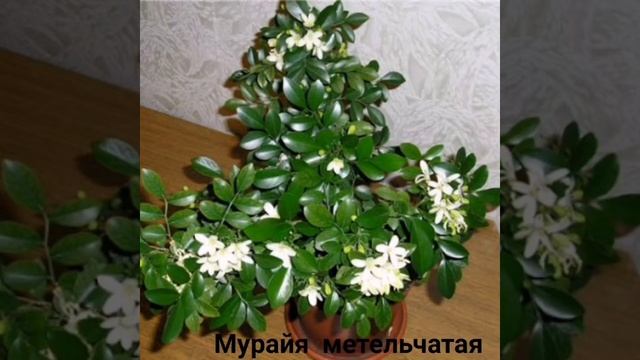 15 лучших ароматных комнатных растений смотреть онлайн