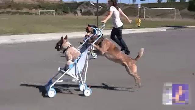 Собака против девушки смотреть онлайн