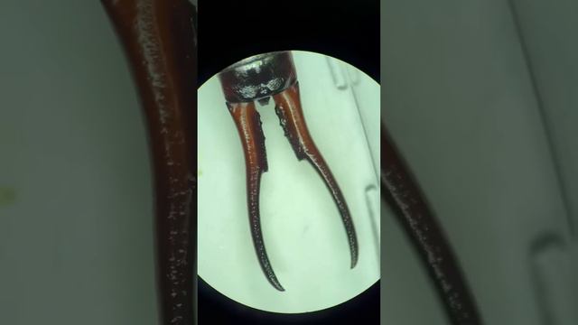 Уховертка #биология #образование #насекомые #biology #insects смотреть онлайн