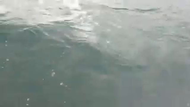 Тарпон никарагуа смотреть онлайн