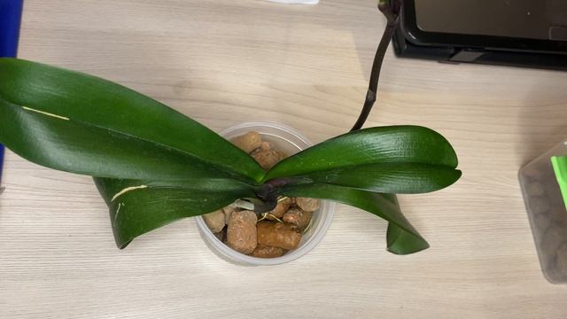 Пересадка Орхидеи // Replanting Orchid // Орхидея дома смотреть онлайн