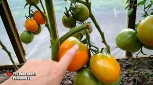 САМЫЙ ПОЛЕЗНЫЙ И УРОЖАЙНЫЙ СОРТ ПОМИДОР ХУРМА