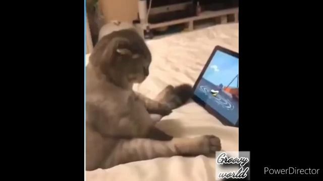 Funny cat videos Compilation || Try Not To Laugh || Groovy World смотреть онлайн