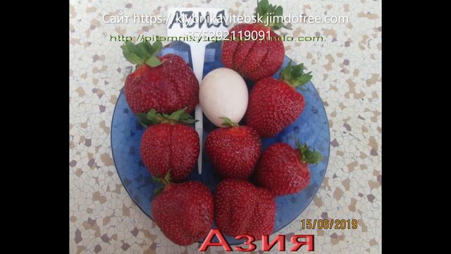 САЖЕНЦЫ КЛУБНИКИ 🍓купить смотреть онлайн