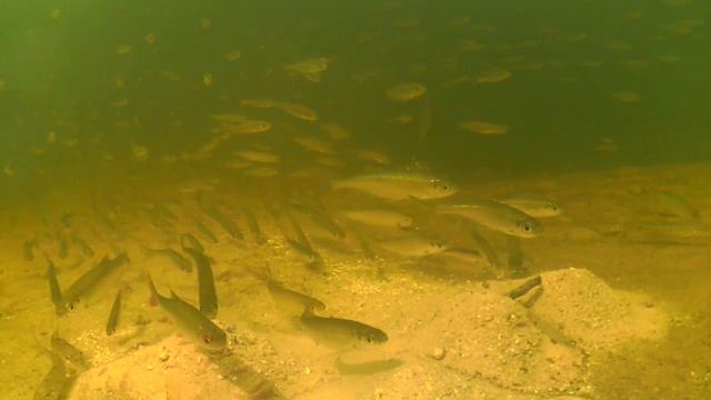 Прикормка под водой на течении. Приход щуки на точку прикармливания!!! смотреть онлайн