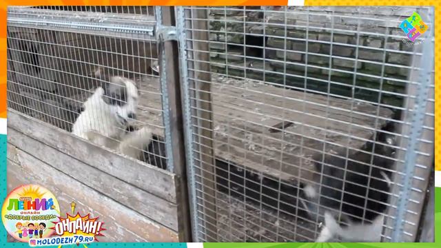 Встреча с интересными людьми: «В гостях у общества защиты животных «Добрые руки» смотреть онлайн