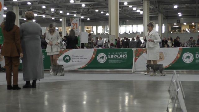 Цвергшнауцер перец с солью С Промежуток Miniature schnauzer sp Female Intermediate class смотреть онлайн