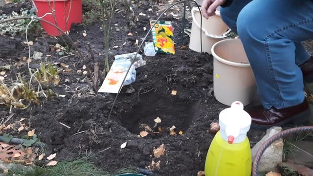 Поздняя посадка луковичных.(1 ноября, Тула) Как это правильно сделать? смотреть онлайн