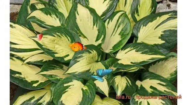 Хоста гибридная Морнинг Стар (hosta) ? обзор: как сажать, саженцы, луковицы хосты Морнинг Стар смотреть онлайн