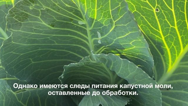 Вредители на капусте ч.2, Коломна смотреть онлайн
