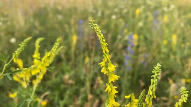 Донские степи смотреть онлайн