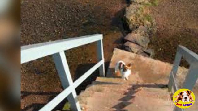 🚨¿TU PERRO TIENE MIEDO A LAS ESCALERAS? смотреть онлайн
