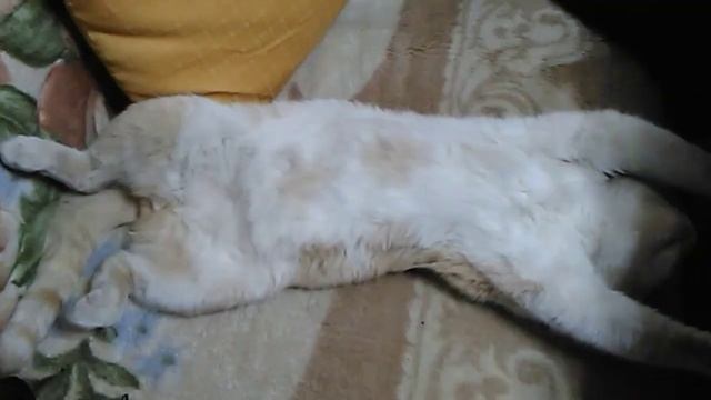 Кот спит.(cat) смотреть онлайн