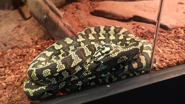 Мы на краю света в Сиднее | Первый раз в Австралии и это удивительная страна смотреть онлайн