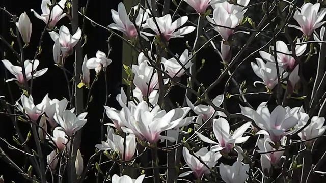 Magnolia Stellata 'George Henry Kern'