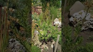 Ясенец, неопалимая купина из семян | Dictamnus from seeds