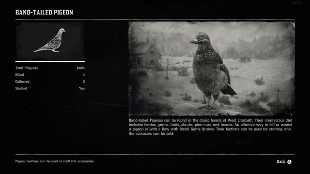 Red Dead Redemption 2 - Band Tailed Pigeon & Rock Pigeon Location смотреть онлайн