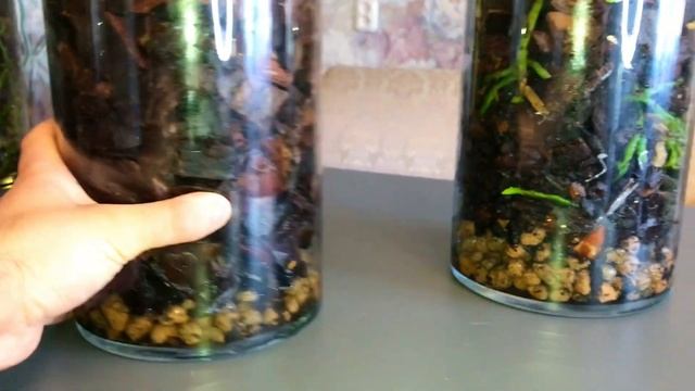 Запуск ЗАКРЫТОЙ СИСТЕМЫ для ОРХИДЕЙ. Первый месяц. Плесень НЕ вредит корням.