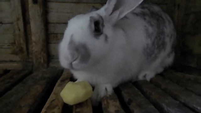 Можно ли кроликам давать картошку / КРОЛИКОВОДСТВО смотреть онлайн