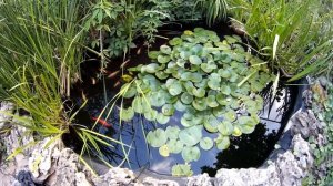 Что нужно учитывать, когда выращиваешь нимфеи в пруду.