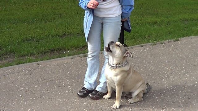 Дрессировка щенка ка де бо. Начало обучения. http://dogclass.ru/ смотреть онлайн