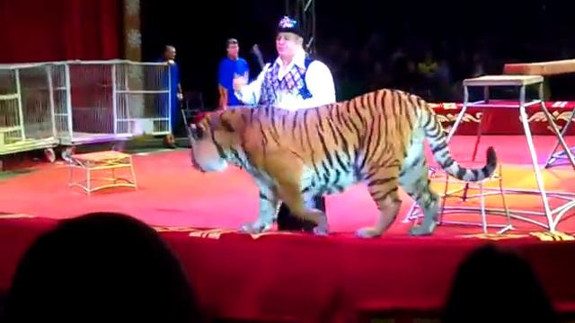 Тигры в цирке смотреть онлайн